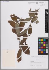Foto von Salix cinerea L.